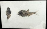 Two Large Diplomystus Fossil Fish - Wyoming #12152-1